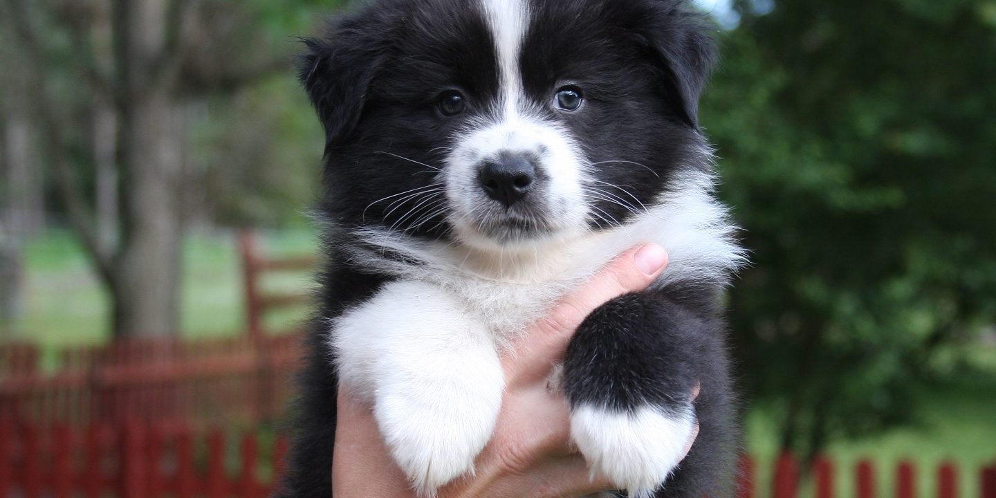 Hundeopdræt af Australian Shepherd –